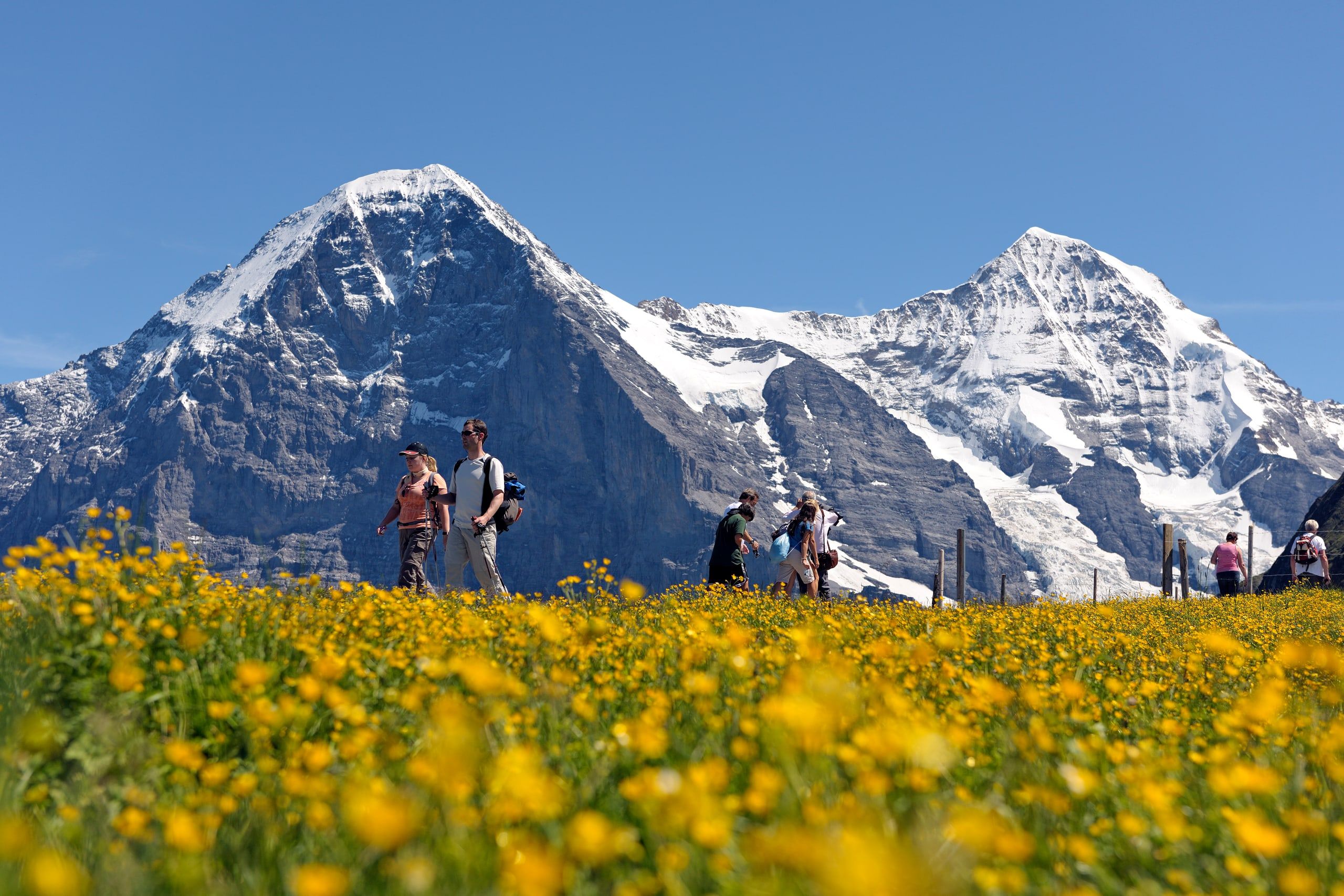 Blühende Wiese und Wanderer unter Eiger und Mönch